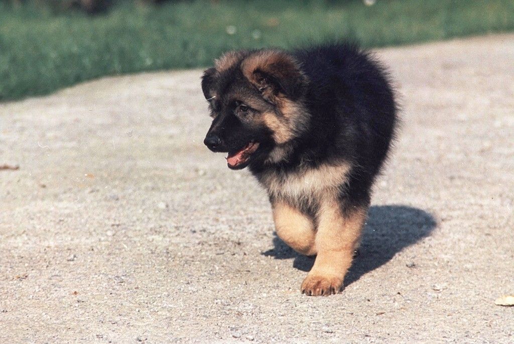 Indar cachorro