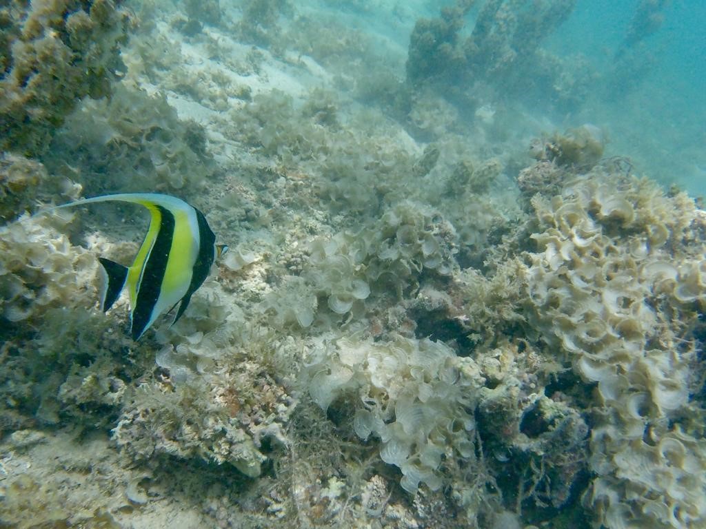 Mauricio16