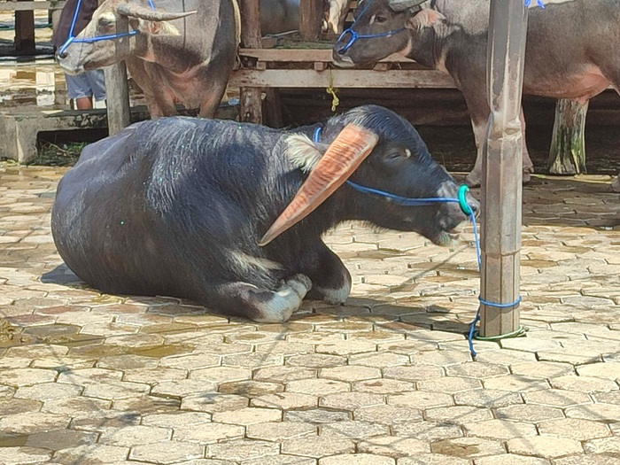 TANA-TORAJA-5