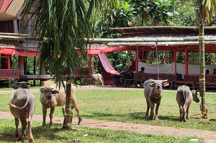TANA-TORAJA-8