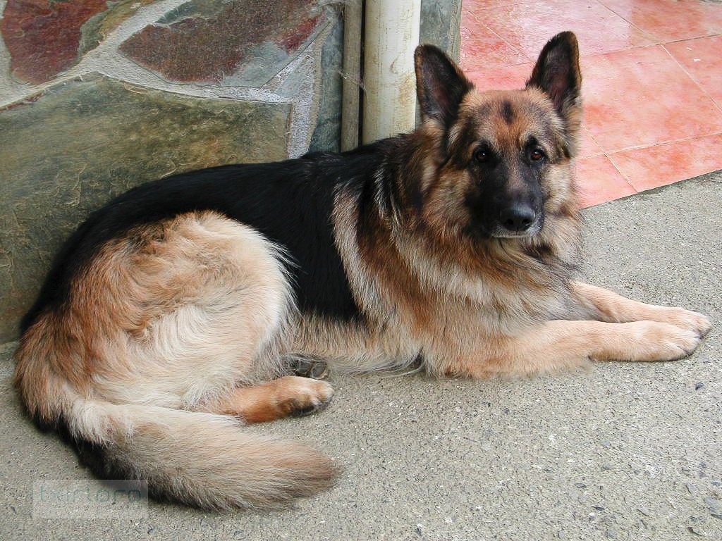 txNik_0005_001227